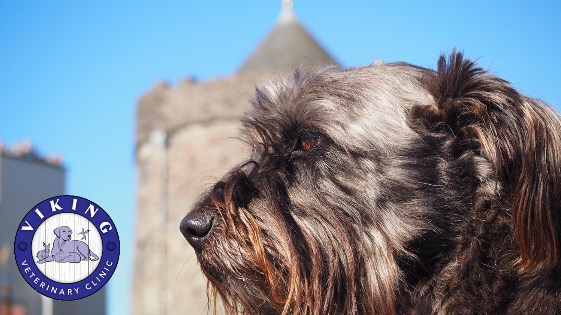 dog waterford city viking veterinary